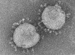 Coronavirus