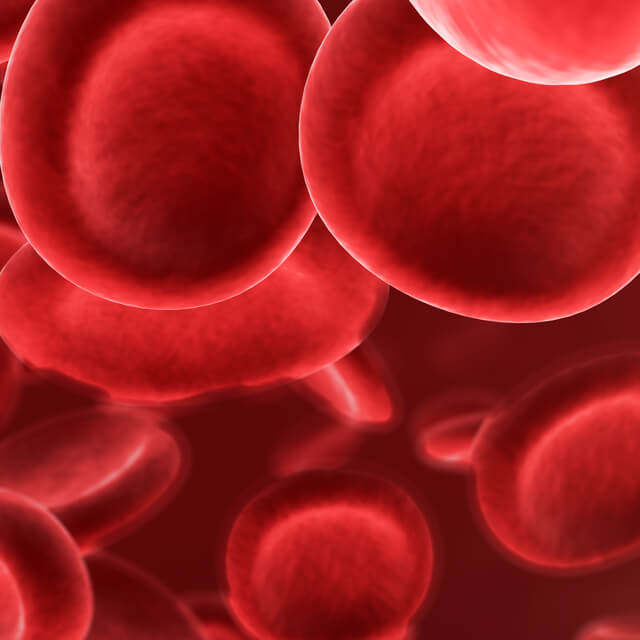 An illustrated representation of red blood cells.