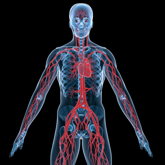 An anatomical illustration showing the human body's circulation system.