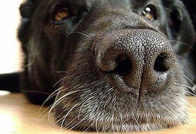 Close-up of a dog's face.