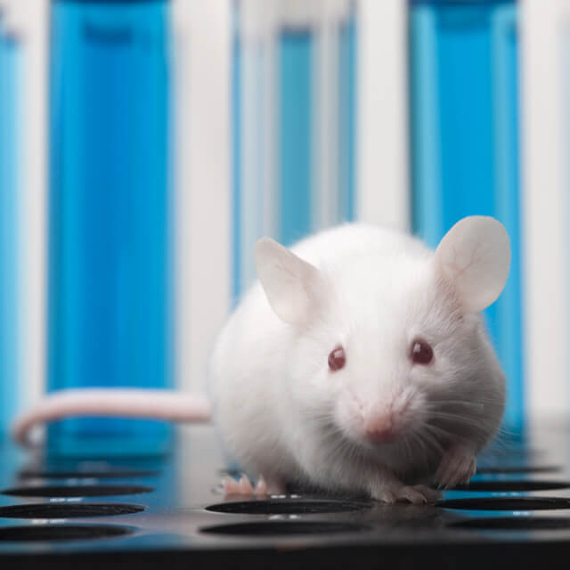 A small white lab mouse sits in a cage.