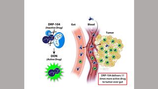 Schematic showing DRP-104’s bio-activation to DON in tumor and bio-inactivation to an inert metabolite in GI tissues.