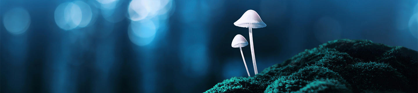 mushroom that can create psilocybin 