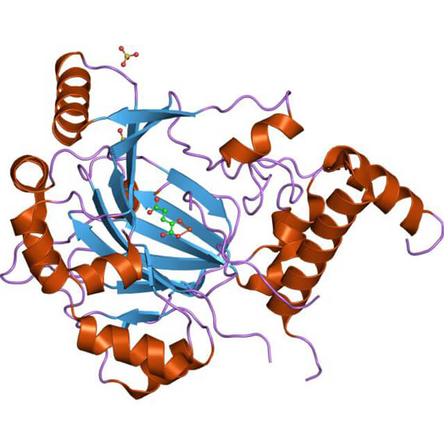 A structural representation of HIF-1.