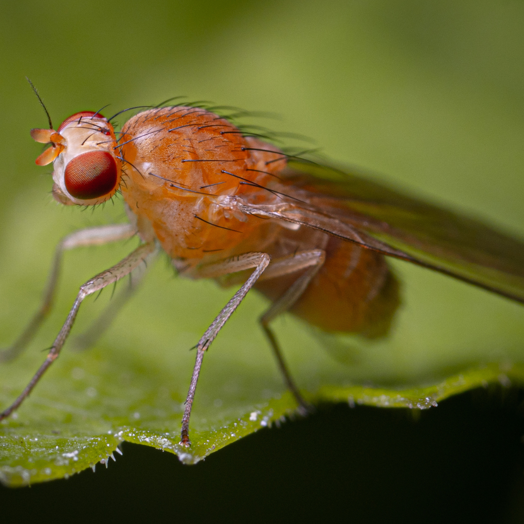 photo of single fruit fly sitting on a leaf