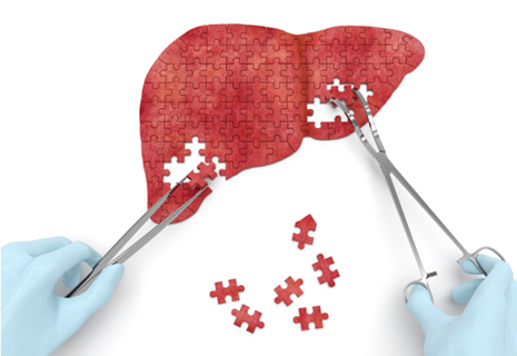 Liver advances